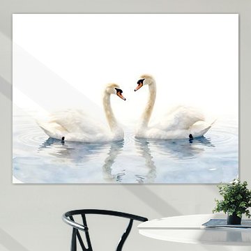 Two white swans on calm water by Kristin M
