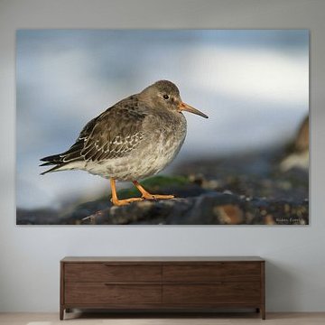 Purpur-Strandläufer von Ruben Evers