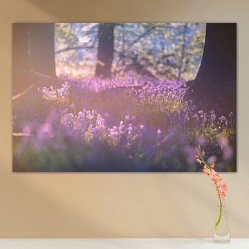 Neigembos - Lumière matinale onirique entre les troncs d'arbres sur Daan Duvillier | Dsquared Photography