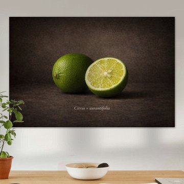 Lime by Bert Quaedvlieg