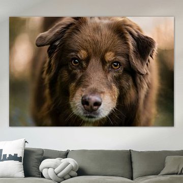 Nahaufnahme dieses australischen Schäferhundes von Elisabeth Vandepapeliere