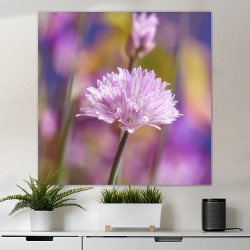 Allium by Violetta Honkisz