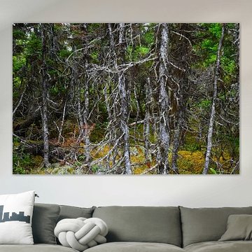 GROS MORNE 3 by Miroslav Ptacek