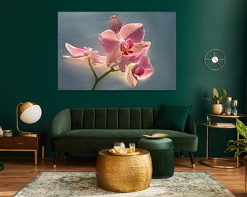 Orchidee in de spotlight van Gera Wijlens