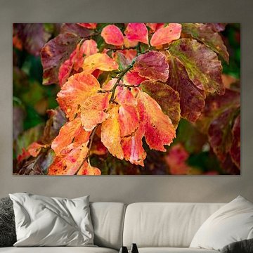 Feuilles d'automne colorées, rouges et orange, sur une branche, en gros plan