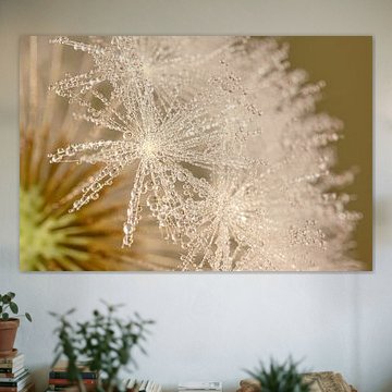 Avant que le vent ne les emporte : les paillettes d'un pissenlit sur Marjolijn van den Berg