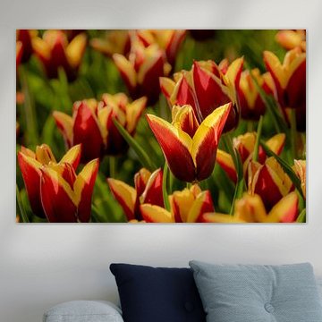 Tulpenblüte von Dieter Walther