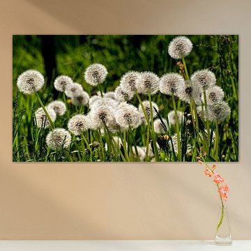 Pusteblume von Dieter Walther