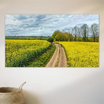 Koolzaadvelden in Lemiers Zuid-Limburg