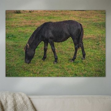 2 - An Icelandic horse grazing by Vos Photography
