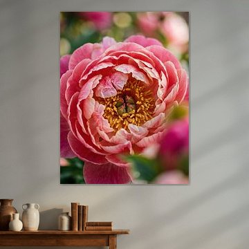 Flower in bloom by Patrick Ouwerkerk