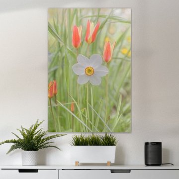Witte narcis met 3 roodgele tulpen van Cindy Mulder
