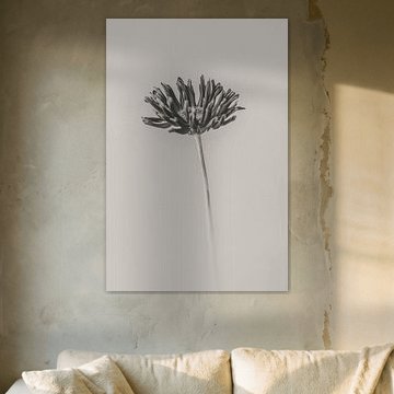 Minimalistische Gerbera in Schwarz- & -Weiß