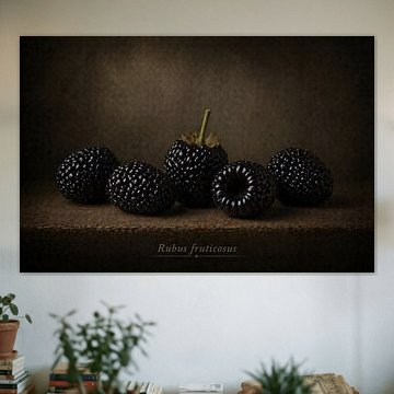 Blackberry — still life in classical light by Bert Quaedvlieg