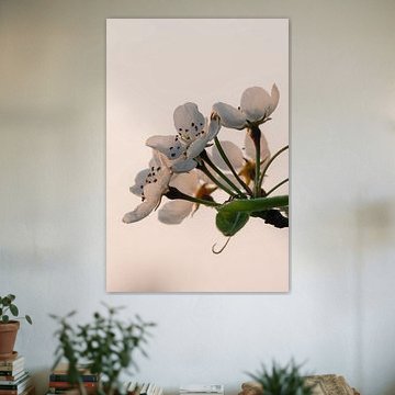 Dauw op Voorjaarsbloesem van Manon Huls