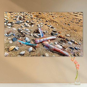 Shells on the beach by Herbert Böck