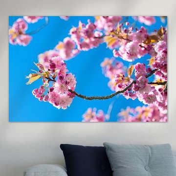 Blooms in striking colours