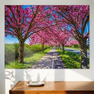 Japanese cherry blossoms in Magdeburg by t.ART