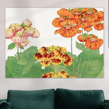 Calceolaria Flower - Tanigami Kônan by Apolo Prints