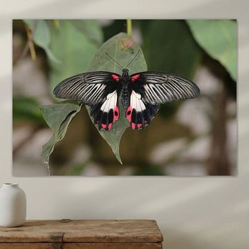 Scharlachroter Ritter von Matthias Brix