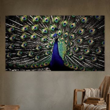 Majestueuze pauwenveren als wanddecoratie: levendige natuurfotografie
