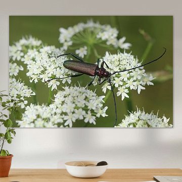 Moschusbock von Matthias Brix