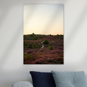 Heather in bloom on the Posbank by Denise Hendrikx