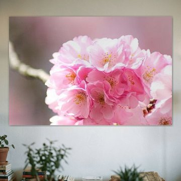 The pink blossom! by Photography_by_neris