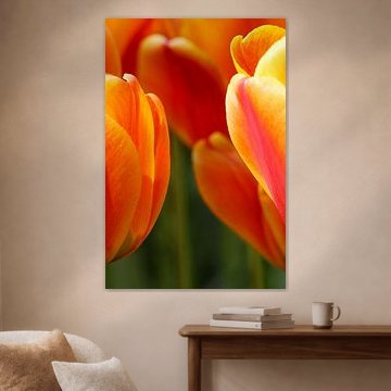 Orange Splendour: A Triptych from Dutch Soil (Part I) by Louise Riethoff
