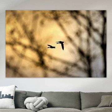 Freedom in Golden Flight - Vogelsilhouetten bei Sonnenuntergang