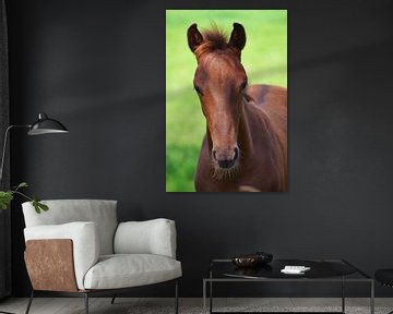 Portret van een jong paard van Hannie de Graaff