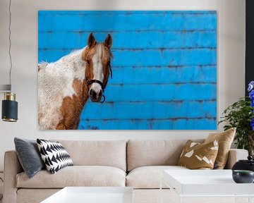 Poney sur mur bleu van Renald Bourque