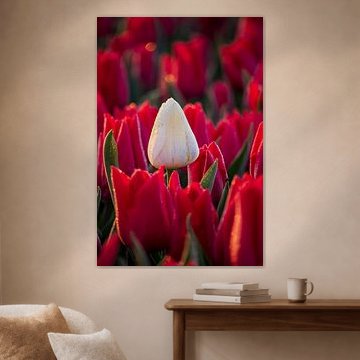 Eine weiße Tulpe zwischen roten Tulpen im sanften Morgenlicht von Bram Lubbers
