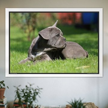Französische Bulldogge - DIN A3 von Matthias Brix