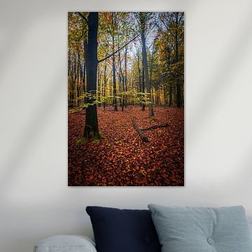Les couleurs de l'automne sur Alexander van der Molen
