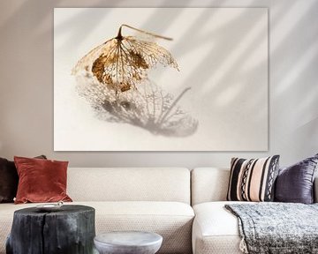 Natuurlijk kant Kunstzinnige foto van een uitgebloeide hortensia met schaduw. van Birgitte Bergman