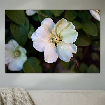 The first flowers in the Emsland garden by Bianca Meyering Fotos - BMF