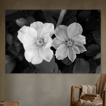 The first flowers in the Emsland garden by Bianca Meyering Fotos - BMF