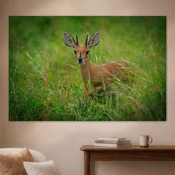 Capricorne Antilope