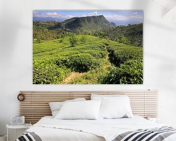 Tea fields in the interior of Sri Lanka by Antwan Janssen