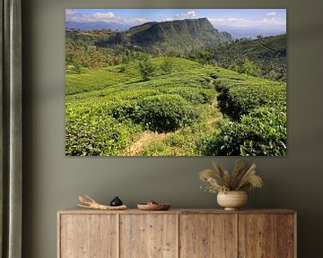 Teefelder im Landesinneren von Sri Lanka von Antwan Janssen