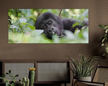 Junger Berggorilla, Uganda von Dirk-Jan Steehouwer