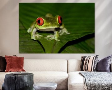 Posing Red-eyed tree frog by Dirk-Jan Steehouwer