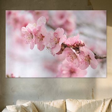 Blüten von Christina Neuhaus-Petrosino