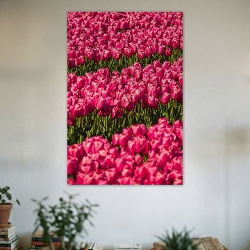 A field of pink tulips in bloom in the Netherlands by Jeroen Berendse