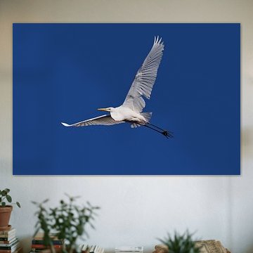 „Stille im Flug“ – Großer Silberreiher vor blauem Himmel von Foto Studio Labie