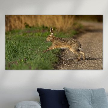 A hare crosses the road in the morning light by arnemoonsfotografie