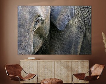 Elephant in close up by Antwan Janssen