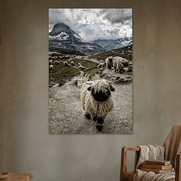 Valais Blacknose Matterhorn Mountain by Susanne Landolt