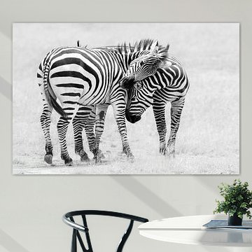 Wildlebende Zebras schließen Freundschaft von John Fan